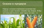 Технология возделывания кукурузы
