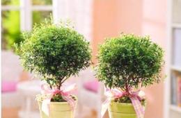 Мирт: уход в домашних условиях Как размножить миртовое дерево в домашних условиях