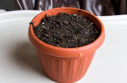 Выращивание листового салата из семян в домашних условиях, теплице и открытом грунте когда сажать